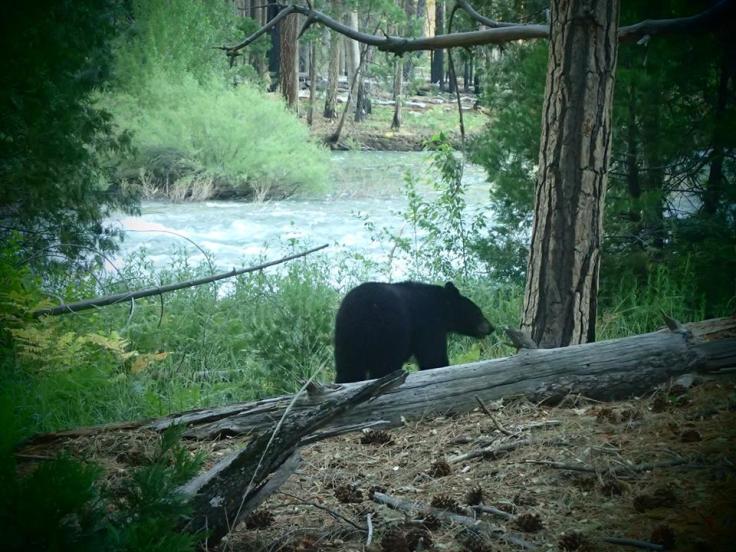 kings canyon bear